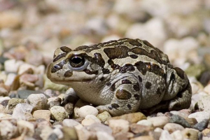 Монгольський жаб або рейд Монгольський жаб або рейд